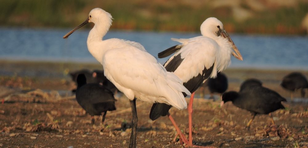 Chambal Ghat Safari