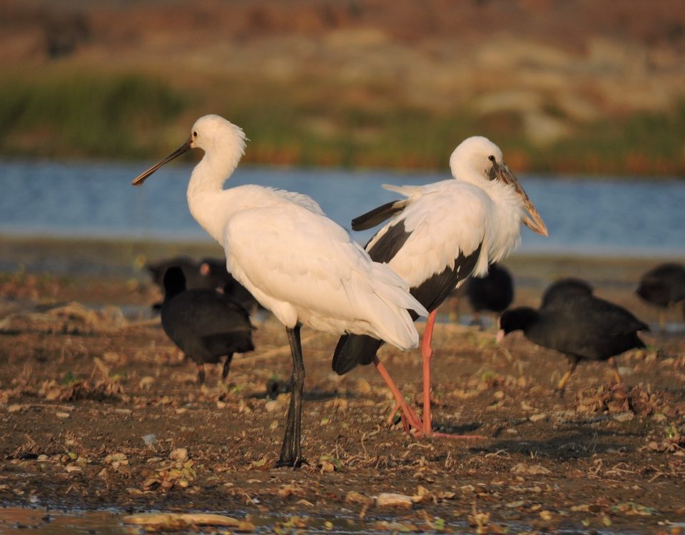 Chambal Ghat Safari