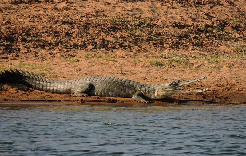 National Chambal Sanctuary