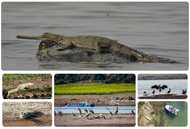 palighatchambal safari