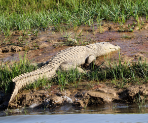 palighatchambalsafari (3)