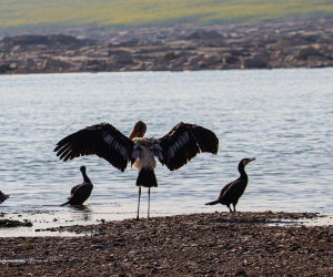 Chambal Ghat Safari